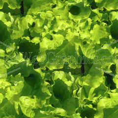 photo - lettuce-jpg